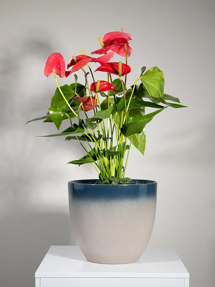 Pianta di Anthurium rosso in vaso color tortora blu